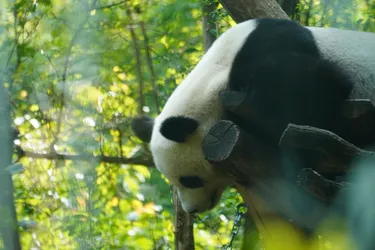 Vienna, Austria – SONY ZV-E10 – Sony FE 70-300mm F4.5-5.6 G OSS