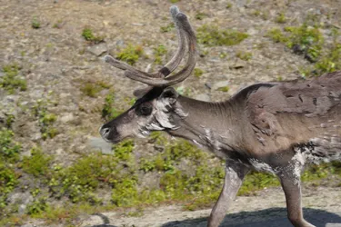 SONY ZV-E10 – Sony FE 70-300mm F4.5-5.6 G OSS