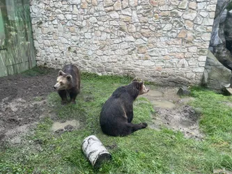 Zamość, Poland – Apple iPhone 12