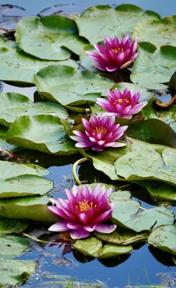 Gelgaudiškis, Lithuania – SONY ZV-E10 – FE 70-300mm F4.5-5.6 G OSS