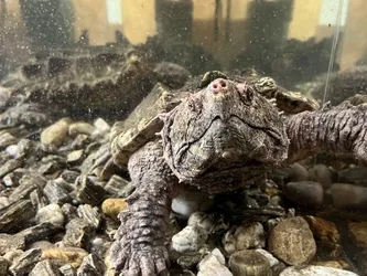 Niegowa, Poland – Apple iPhone 13