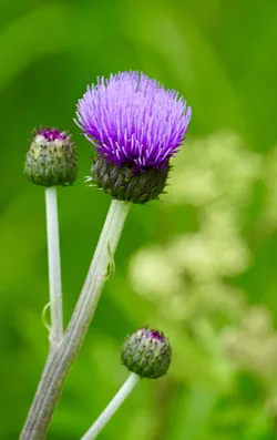 Keminmaa, Finland – SONY ZV-E10 – FE 70-300mm F4.5-5.6 G OSS