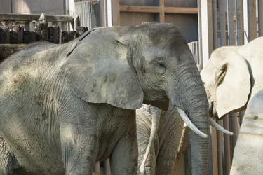 Vienna, Austria – SONY ZV-E10 – Sony FE 70-300mm F4.5-5.6 G OSS