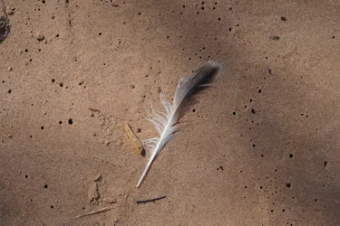 SONY ZV-E10 – Sony FE 70-300mm F4.5-5.6 G OSS