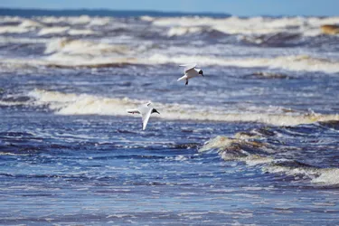 SONY ZV-E10 – Sony FE 70-300mm F4.5-5.6 G OSS