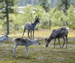 Ivalo, Finland – SONY ZV-E10 – FE 70-300mm F4.5-5.6 G OSS