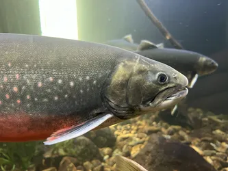 Kabelvåg, Norway – Apple iPhone 13