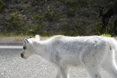 Ivalo, Finland – SONY ZV-E10 – Sony FE 70-300mm F4.5-5.6 G OSS