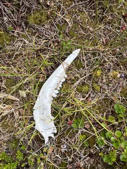 Vardø, Norway – Apple iPhone 13