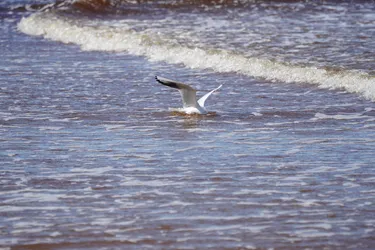 SONY ZV-E10 – Sony FE 70-300mm F4.5-5.6 G OSS